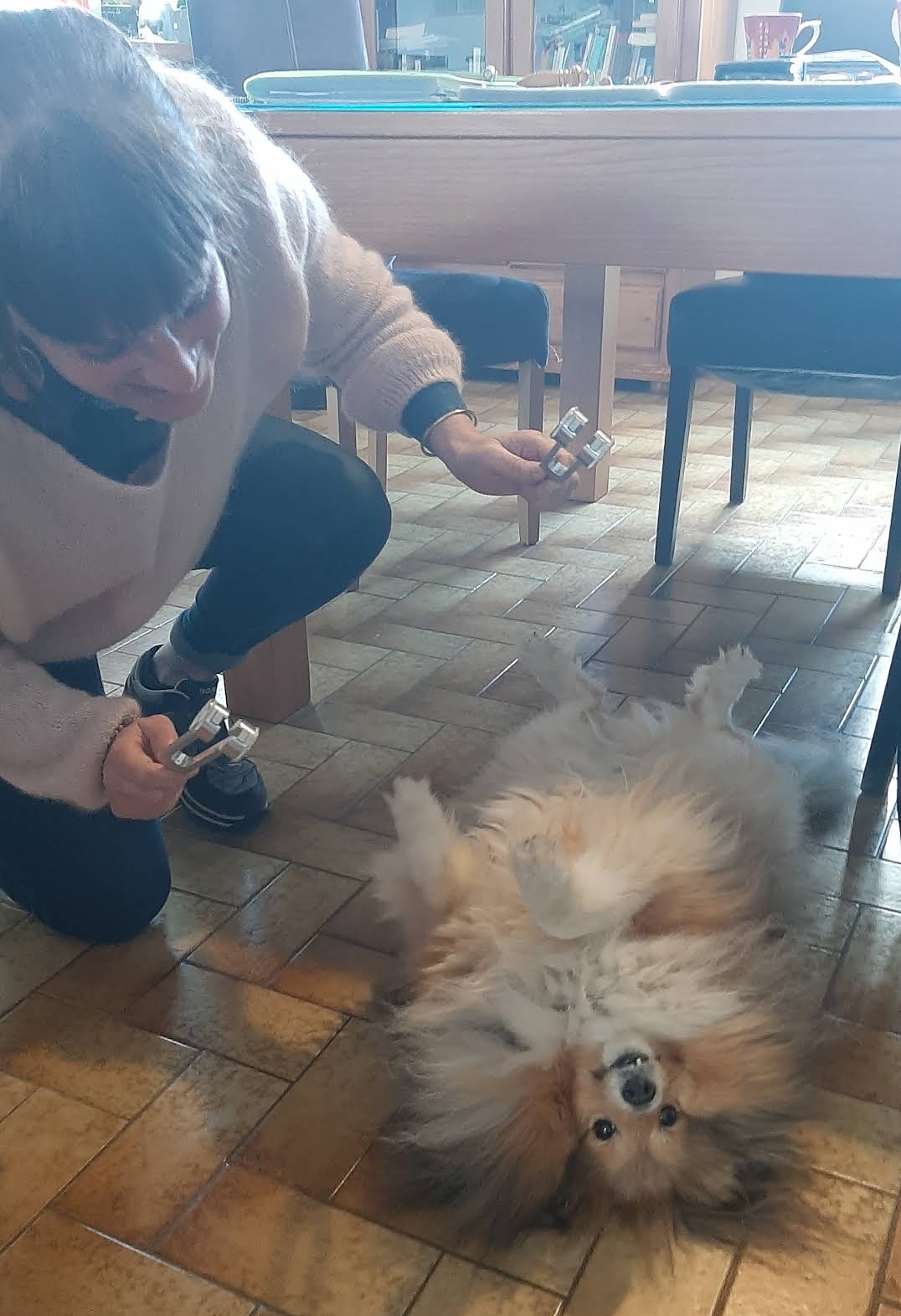 https://fyxheopqrpkpcjskstej.supabase.co/storage/v1/object/public/shop_gallery/87/chien-2.jpg